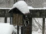 A downy woodpecker feasts on suet in Brodheadsville. MARTA GOUGER/TIMES NEWS