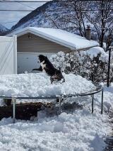 1 year old Bordernese, Stagger, playing on the trampoline filled with snow. Magin Gursky