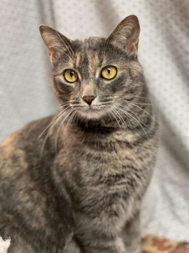 FORGOTTEN FELINES – Lehigh Valley Press