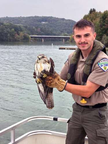 Beltzville ranger rescues juvenile hawk from water
