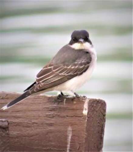 It’s In Your Nature: How far do migrating birds travel?