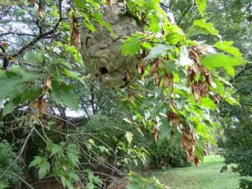 Growing Green: Yellow jackets – Lehigh Valley Press