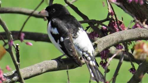 It’s In Your Nature: Take Barry Reed’s visual test – Times News Online