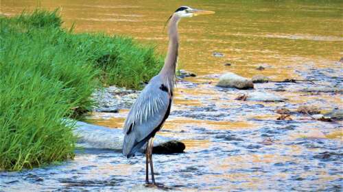 It's in your nature: 'Great blues' and rookeries – Times News Online - Vimarsana News