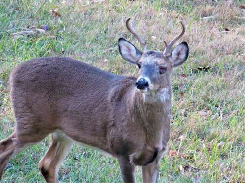 Unusual deer antlers on sale