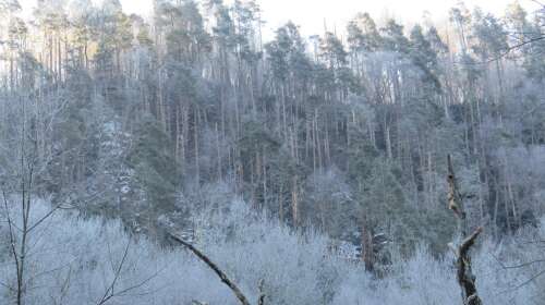 It’s In Your Nature: Tree that helped shape Pennsylvania now imperiled