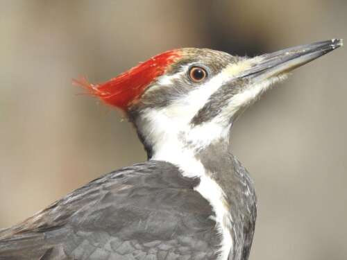 red hat woodpecker