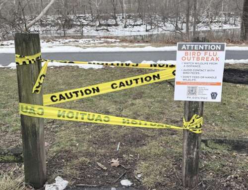Northampton park is closed after dead Canada geese found