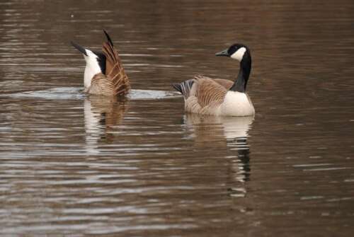Canada goose vs canadian peak hotsell