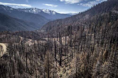 US to plant 1 billion trees as climate change kills forests – Times News Online - Vimarsana News