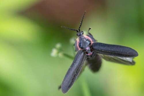 Firefly numbers low this year because of lack of rain – Times News Online - Vimarsana News