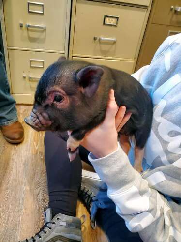 4 month old pot belly pig top