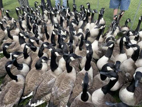 Canada goose bird juego hotsell