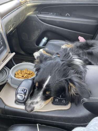 Tips for taking trips with your dog – Times News Online - Vimarsana News