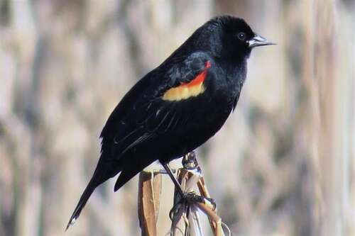 It's in your nature: The blackbird family – Times News Online - Vimarsana News