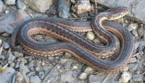 It's In Your Nature: Snakes are not the bad guys – Times News Online - Vimarsana News