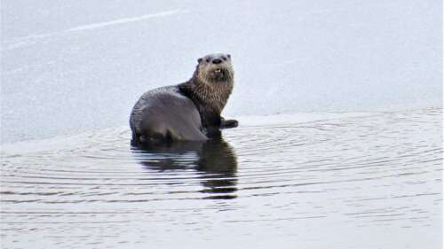 It's in your nature: River otters – Times News Online - Vimarsana News
