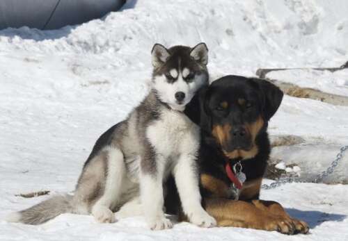 Follow these tips to keep pets safe, warm