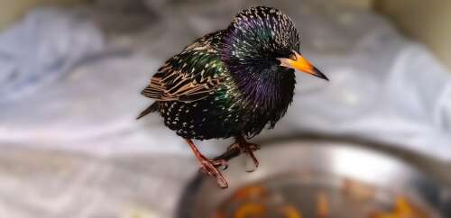 Pretty but invasive European starlings are known for their flying displays and changing plumage