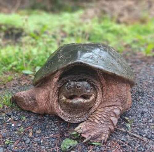 Watch your fingers near this turtle – Times News Online