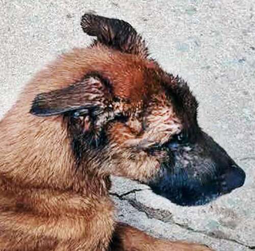 Starving dog found in East Penn; 2nd neglected dog rescued in Tresckow ...
