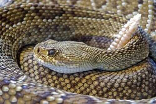 Outdoors: What to do if you come across a rattlesnake ...
