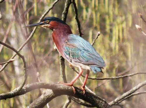 It’s In Your Nature: If you’re heading to Florida, set aside time to see wildlife