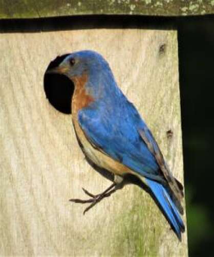 It’s In Our Nature: When it comes to raising offspring, both devoted ...