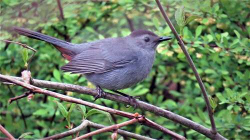 It's in your nature: Earth Day and spring arrivals – Times News Online - Vimarsana News