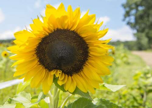 Sunflower Festival Set For The Weekend Times News Online