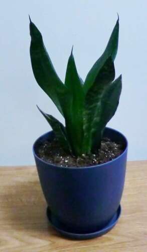 Growing Green Snake plant an indoor charmer Lehigh