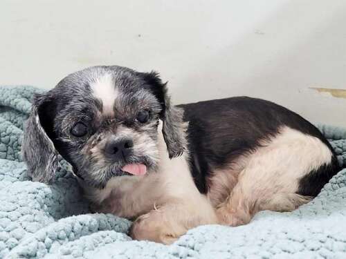 Ruth steinert outlet adoptable dogs
