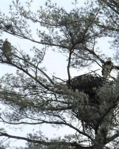 It's in your nature: Bald eagle updates – Times News Online - Vimarsana News