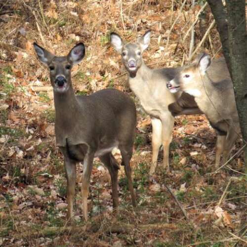 Pennsylvania’s white-tailed deer and their amazing adaptations – Times ...
