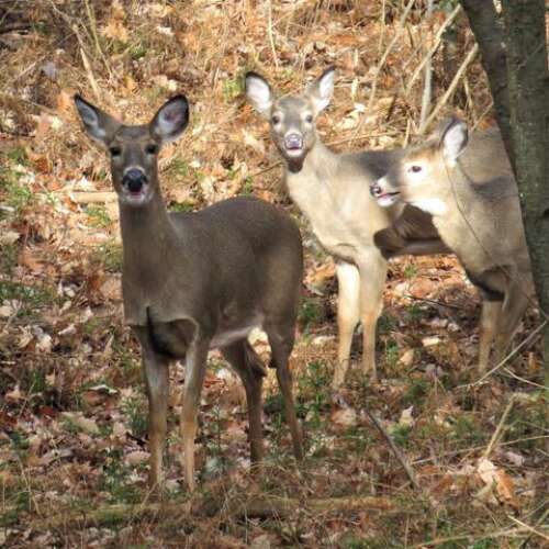 Pennsylvania’s whitetailed deer and their amazing adaptations Times