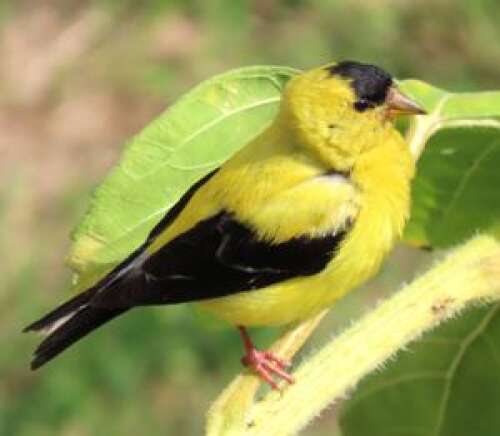It’s In Your Nature: Goldfinch, house finch live here all year