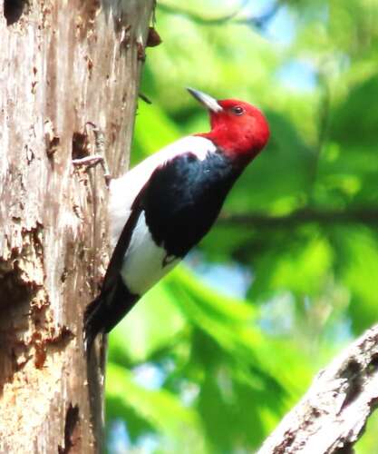 It’s In Your Nature: Monitoring, attempting to protect bird species in jeopardy