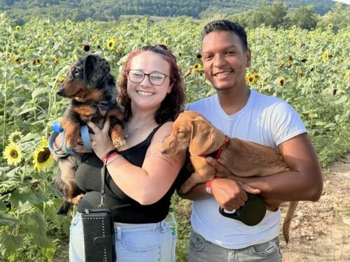 Lehighton farm holds annual Sunflower Festival