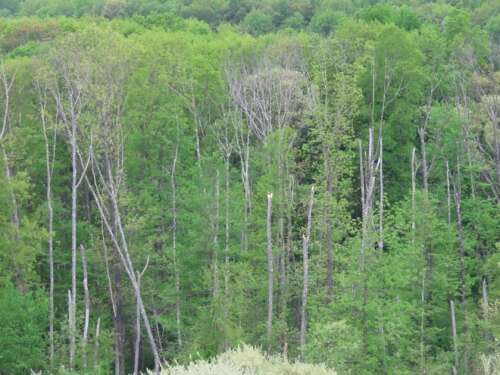 It’s In Your Nature: Some rays of hope for our forests