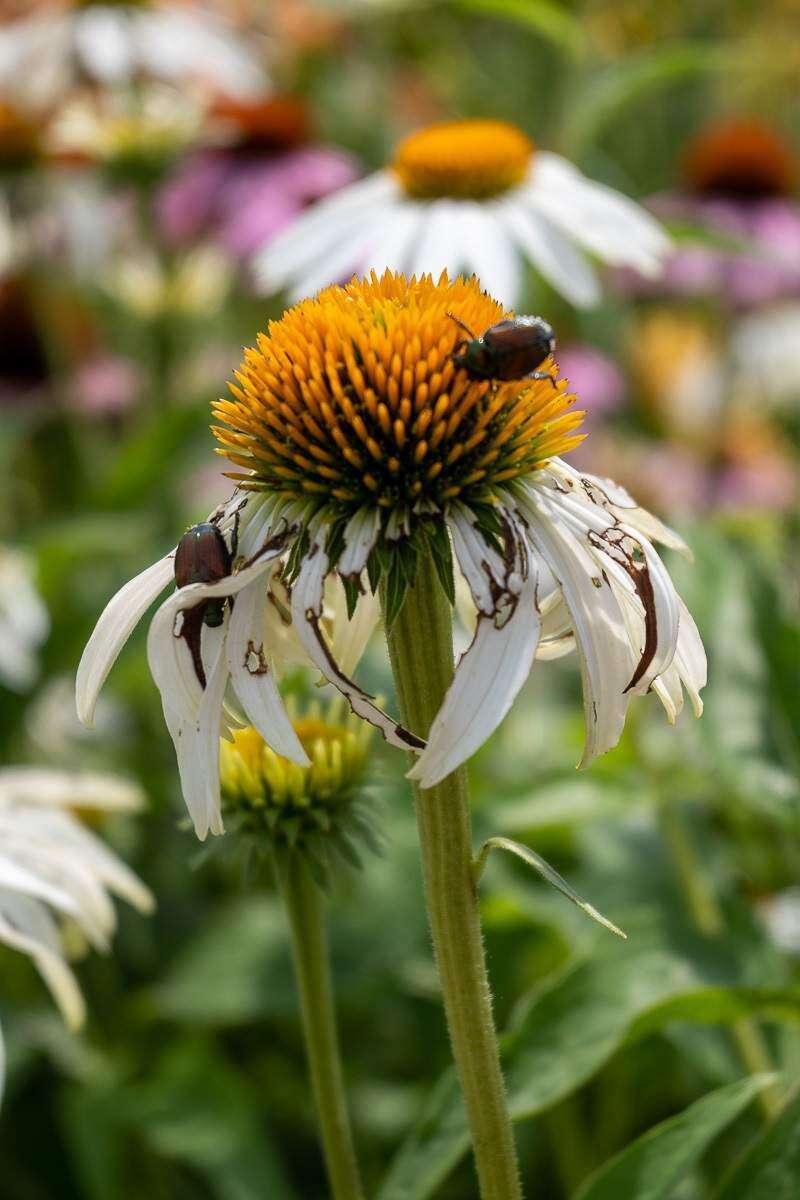 Lehigh Valley Flower & Garden Show — Surly Hedgehog Photography & Design