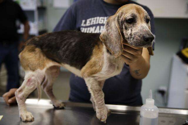 Animal Welfare Workers Save 71 Beagles Crammed In Small Home