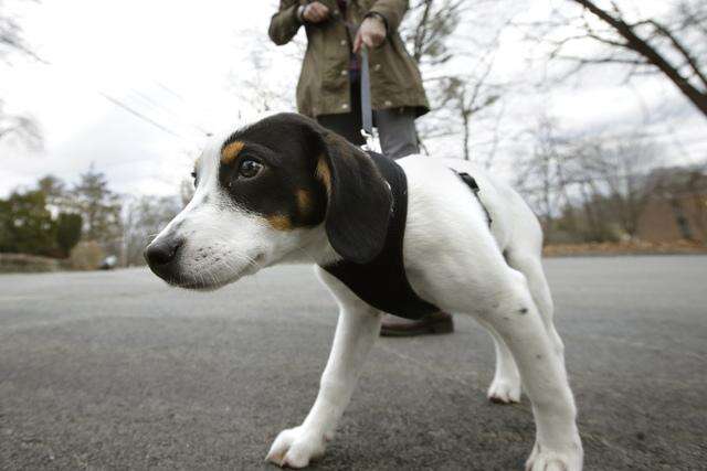 Broken Bones From Falls On The Rise Among Older Dog Walkers Times News Online