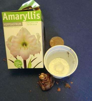 Growing Green Try Indoor Gardening Lehigh Valley Press