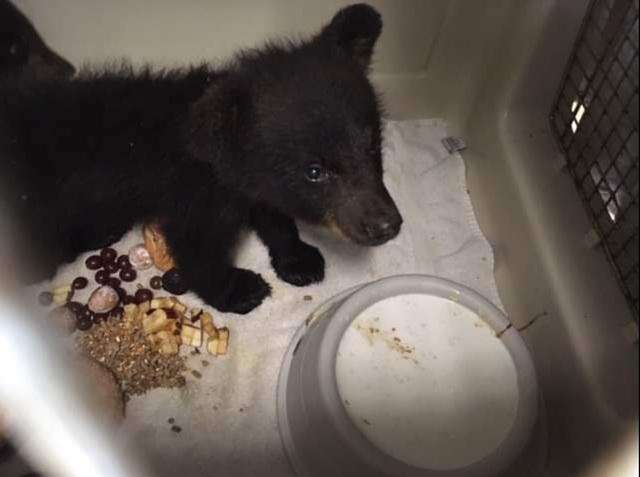 Orphaned Bear Cubs Rescued In State Forest Times News Online
