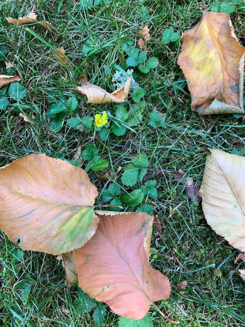 Early autumn? Dry summer leads to trees dropping leaves sooner – Times News  Online