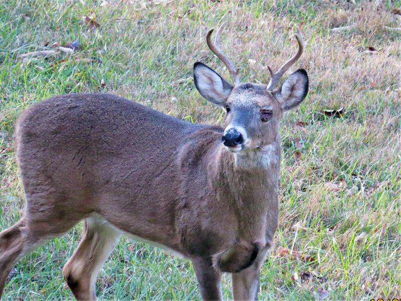 Unusual deer antlers deals