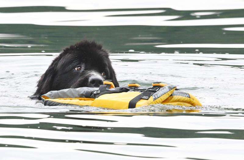 Newfoundland dog life jacket deals