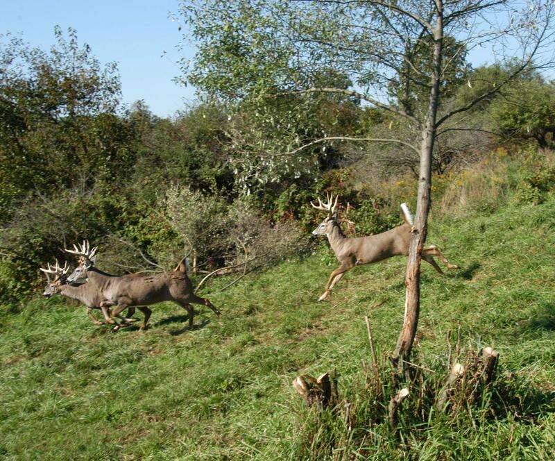 Outdoors Another record PA deer harvest Lehigh Valley Press