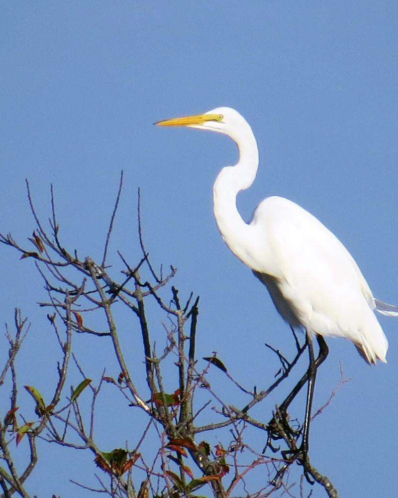 Is that a heron or an egret? Our guide to the region's white birds