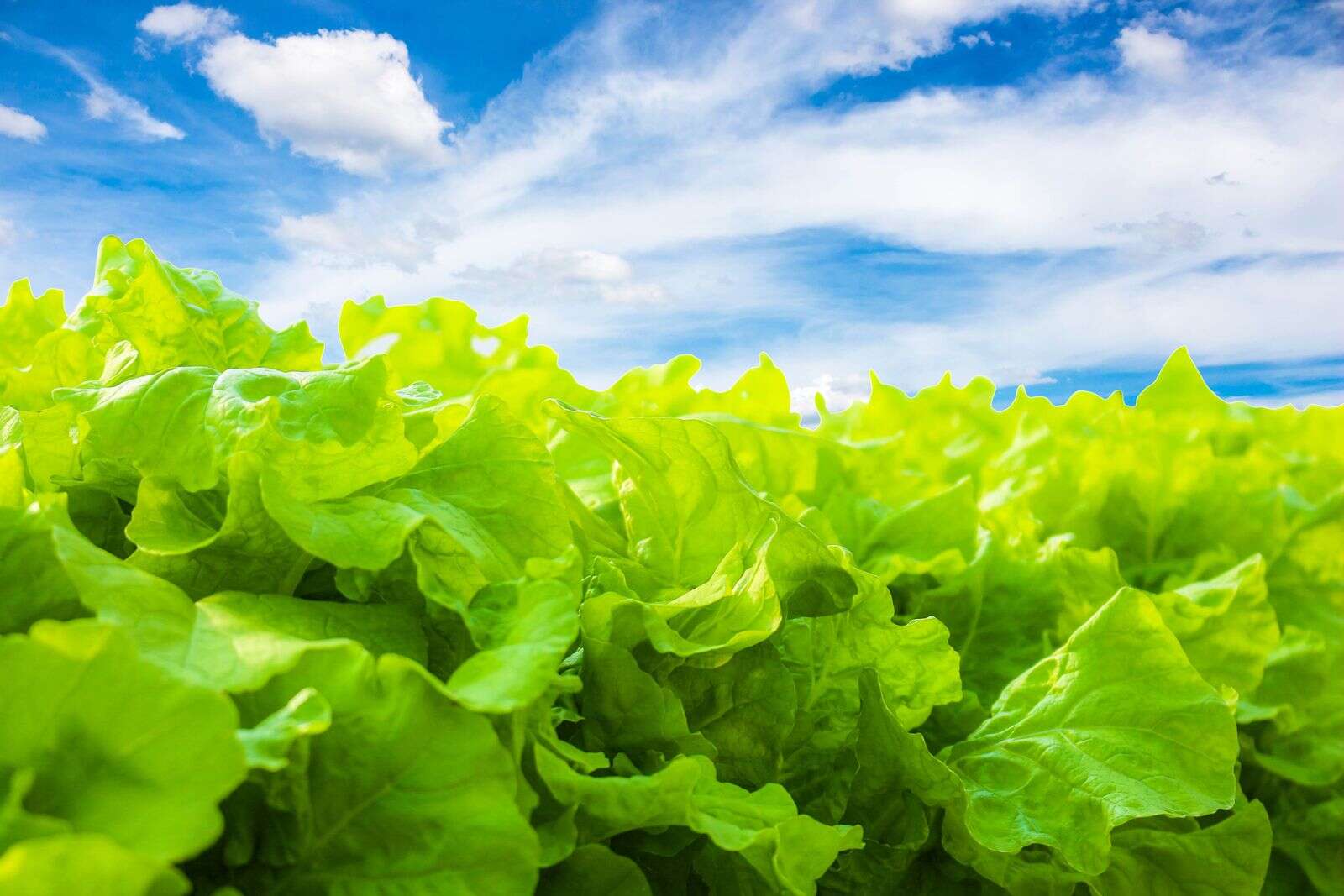 Fresh Express Salads Sold In Pa Under Recall Times News Online